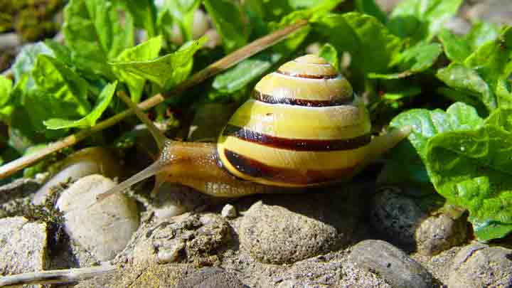 Schnecke-stallegg